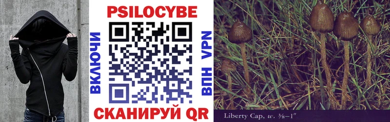 Купить  Дубовка  Галлюциногенные грибы Psilocybe 